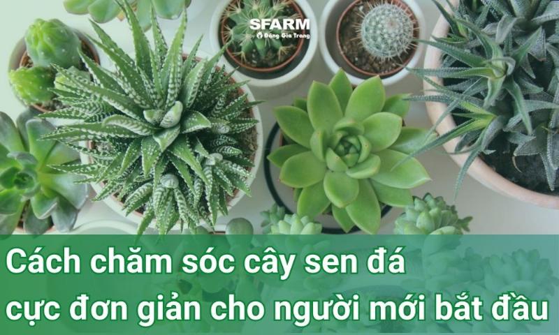 Người đang tưới nước cho chậu lan chuỗi ngọc treo, sử dụng bình tưới phun sương vào buổi sáng